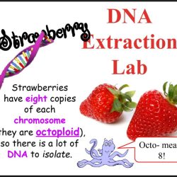 Strawberry dna extraction lab worksheet answer key