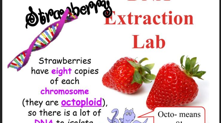 Strawberry dna extraction lab worksheet answer key