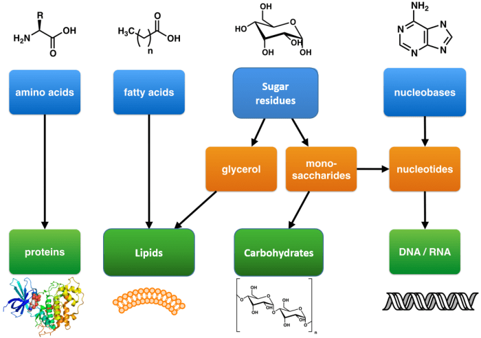 Biological building block at christmastide time