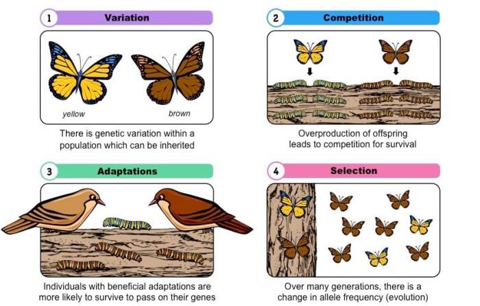 Evolution worksheet worksheets selection natural answers science before using vertebrates bicycles metaphor same kids questions grade biology evidence template fossils