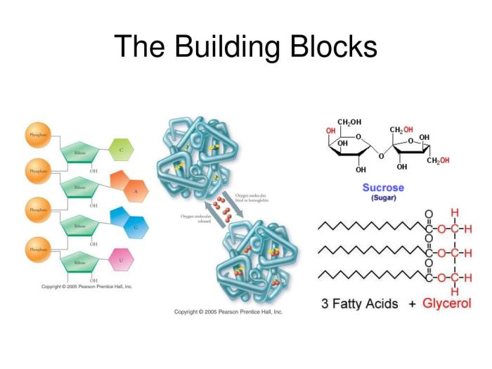 Biological building block at christmastide time